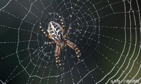 子易預測網 家裡很多蜘蛛網